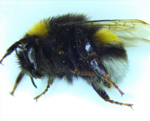 Réf. 246 367 : Bombus terrestris
